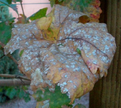 Fall Tempranillo Leaves, possibly with PM