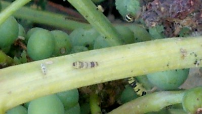 Lea fSkeletonizer larvae on Grape Vine