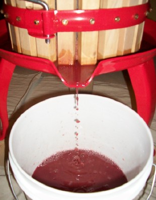 Pressing the 2009 Nebbiolo Blend