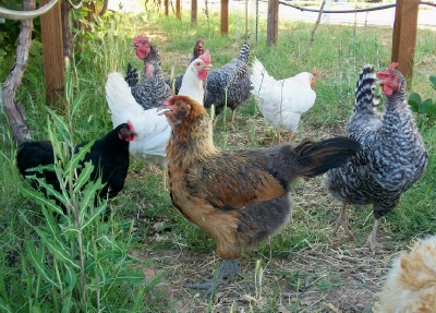 Chickens in Vineyard