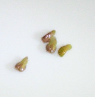 Green Tempranillo Seeds