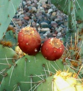 Prickley Pear up close